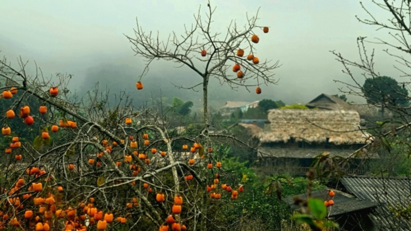 https://files.locallife.asia/images/800/1762587983804-Screenshot_3 (1280 x 720 px) (34).png